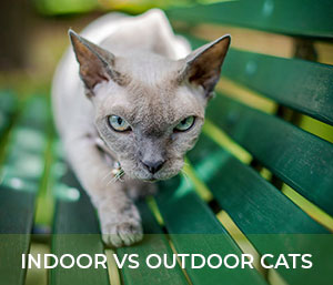 Indoor Vs Outdoor Cats
