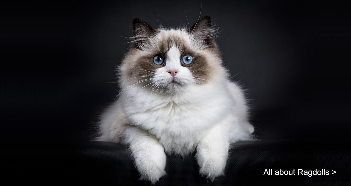 Ragdoll Cat Breed info & Ragdoll Cat Breeders Ragdoll Cat Breed info & Ragdoll Cat Breeders