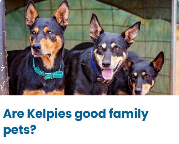 Are Kelpies good family pets? Are Kelpies good family pets?