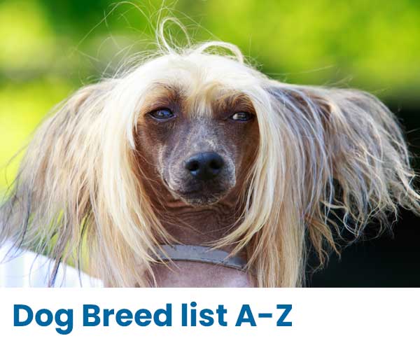 Dog Breed List A-Z, Breed Information, ANKC Breeder list Dog Breed List A-Z, Breed Information, ANKC Breeder list