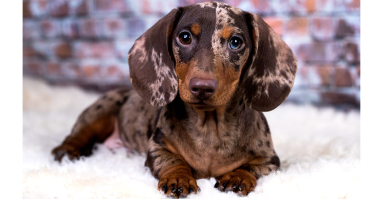 Double Dapple Dachshund Puppy Double Dapple Dachshund Puppy