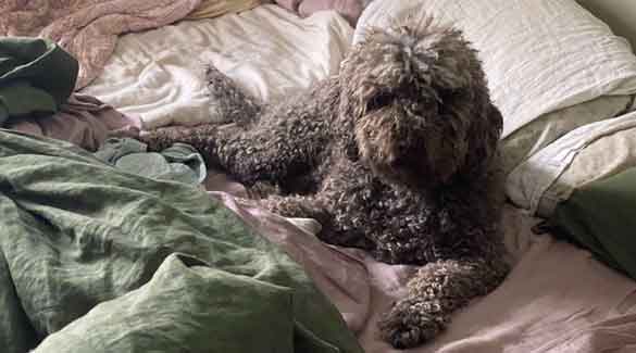 Hypoallergenic & low shed dog breeds