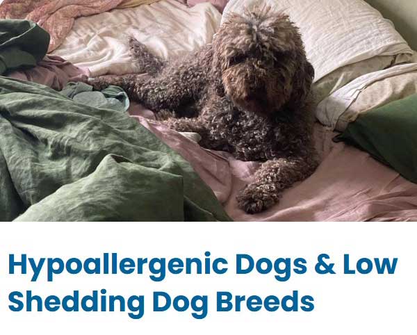 Hypoallergenic & low shed dog breeds Hypoallergenic & low shed dog breeds