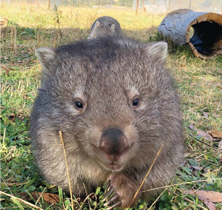 Native Animal Rescue Group Native Animal Rescue Group