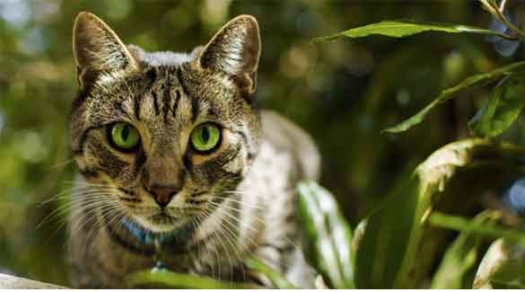 indoor vs outdoor cats