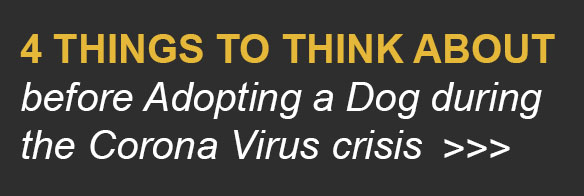 4 things to consider before adopting a dog during the coronavirus crisis