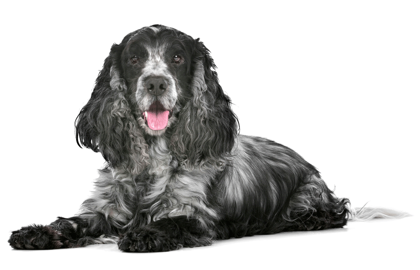 Cocker Spaniel Breeders Australia Cocker Spaniel