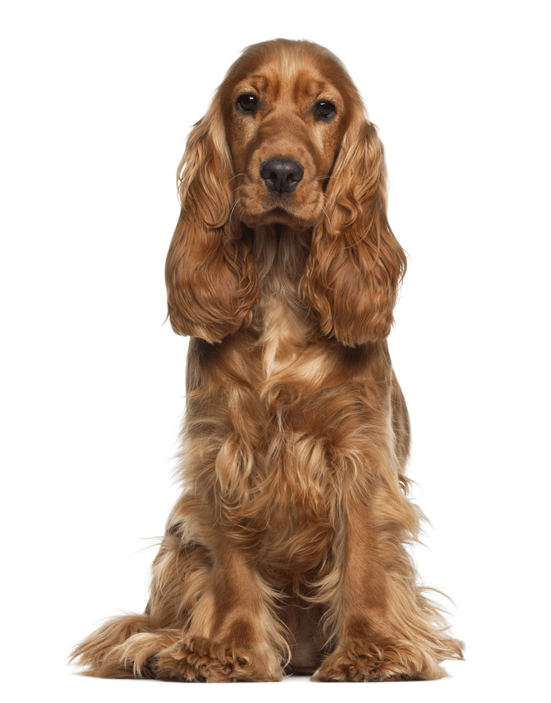 Cocker Spaniel Breeders Australia Cocker Spaniel Info & puppies
