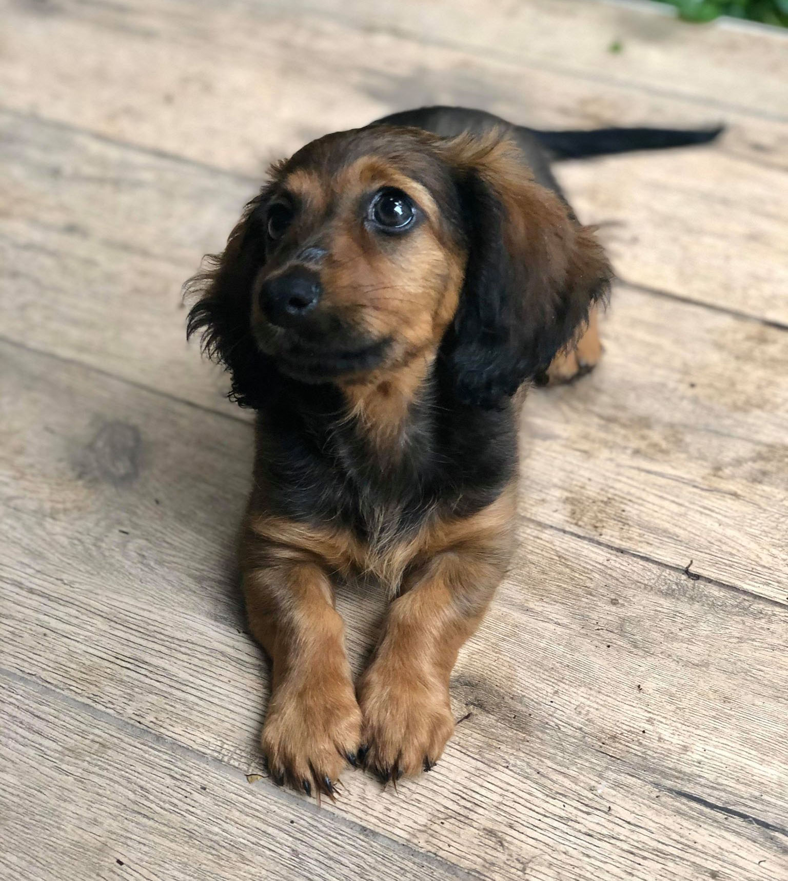 Dachshund Breeders Australia Dachshund Info & puppies