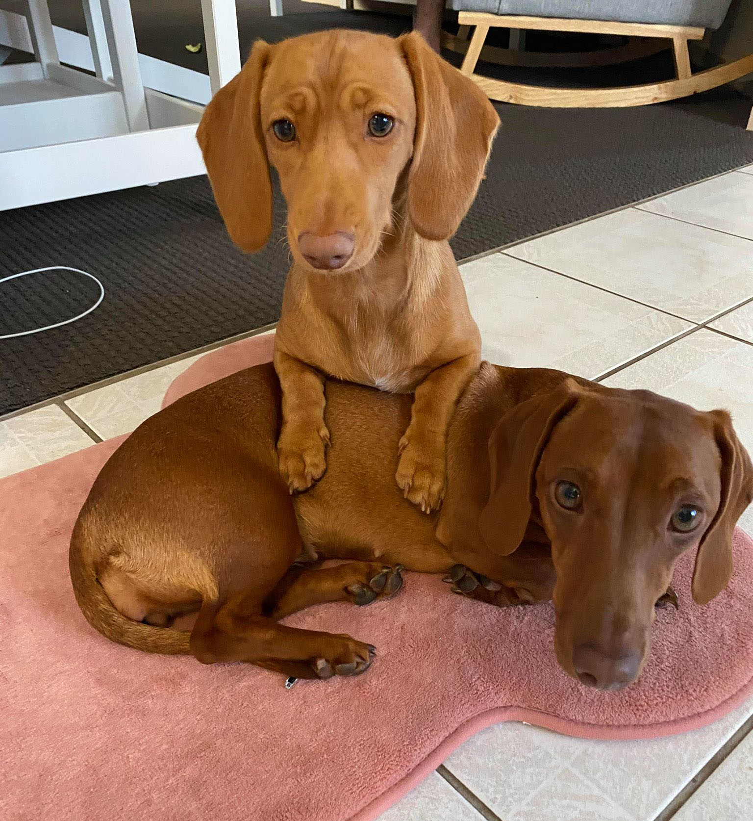 Dachshund Breeders Australia Dachshund Info & puppies