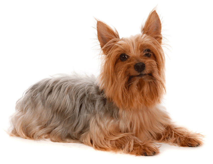 Australian Silky Terrier Breeders Australia Australian Silky Terrier Info & puppies Australian Silky Terrier Breeders Australia Australian Silky Terrier Info & puppies