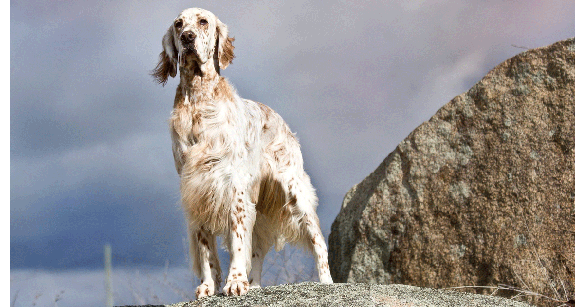 English Setter Breeders Australia English Setter Info & puppies