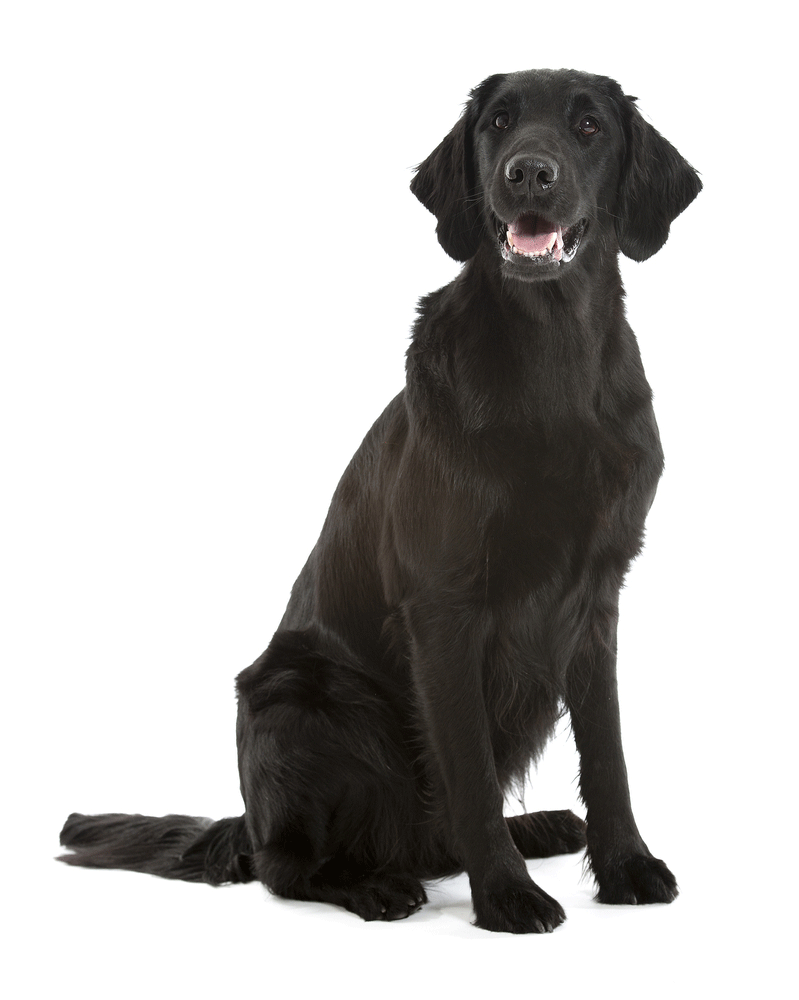 FlatCoated Retriever Breeders Australia FlatCoated Retriever Info & puppies