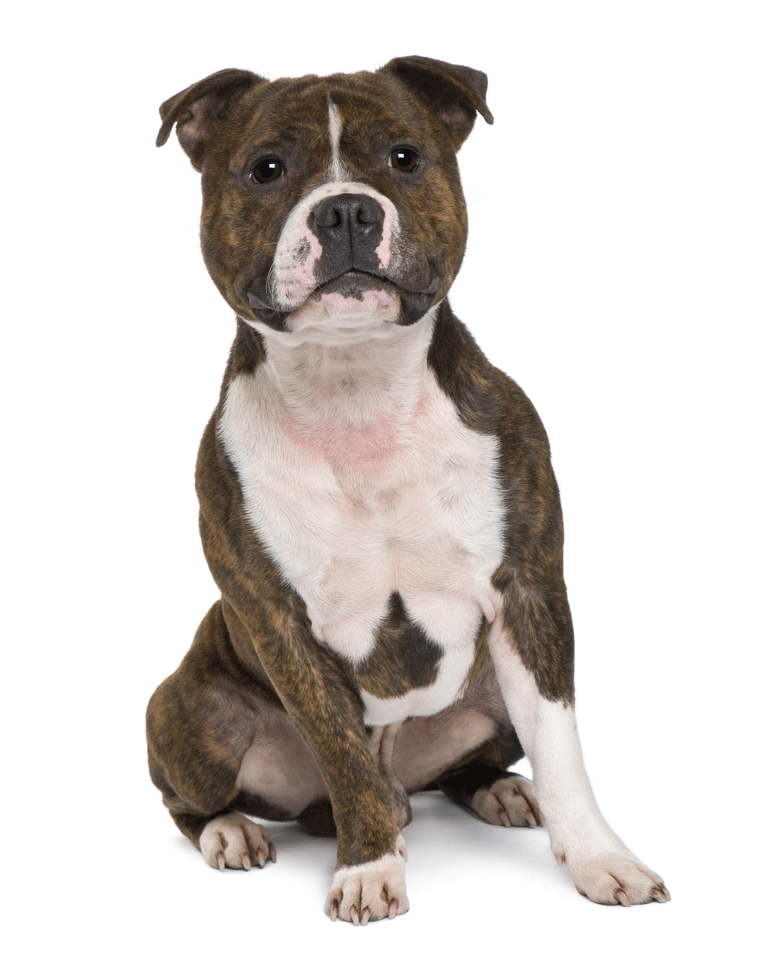 Staffordshire Bull Terrier Breeders Australia Staffordshire Bull Terrier Info & puppies