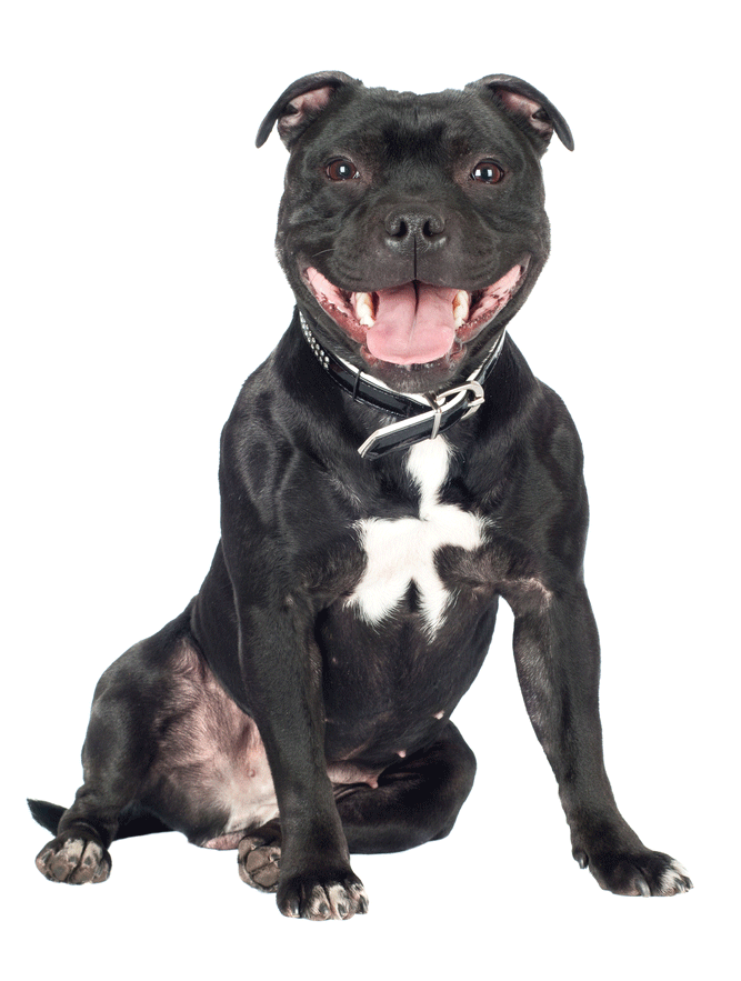 Staffordshire Bull Terrier Breeders Australia Staffordshire Bull Terrier Info & puppies