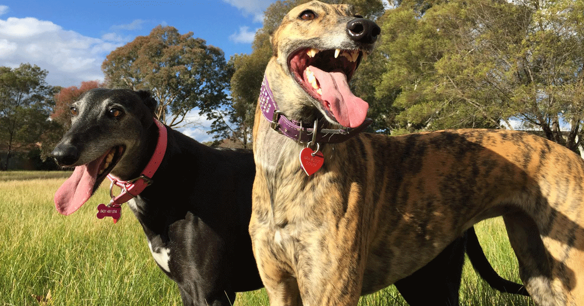 Greyhound Breeders Australia Greyhound Info & puppies