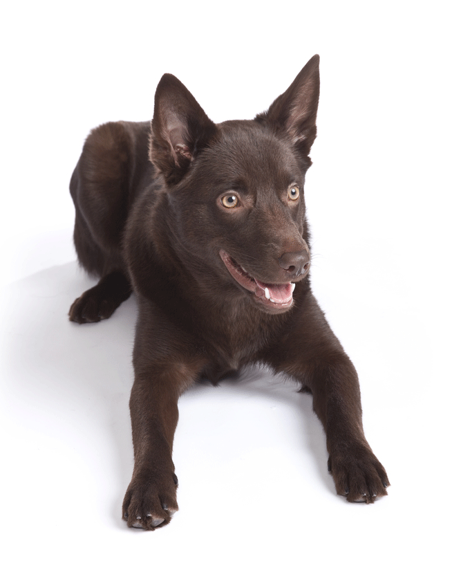 Australian Kelpie Breeders Australia Australian Kelpie Info & puppies