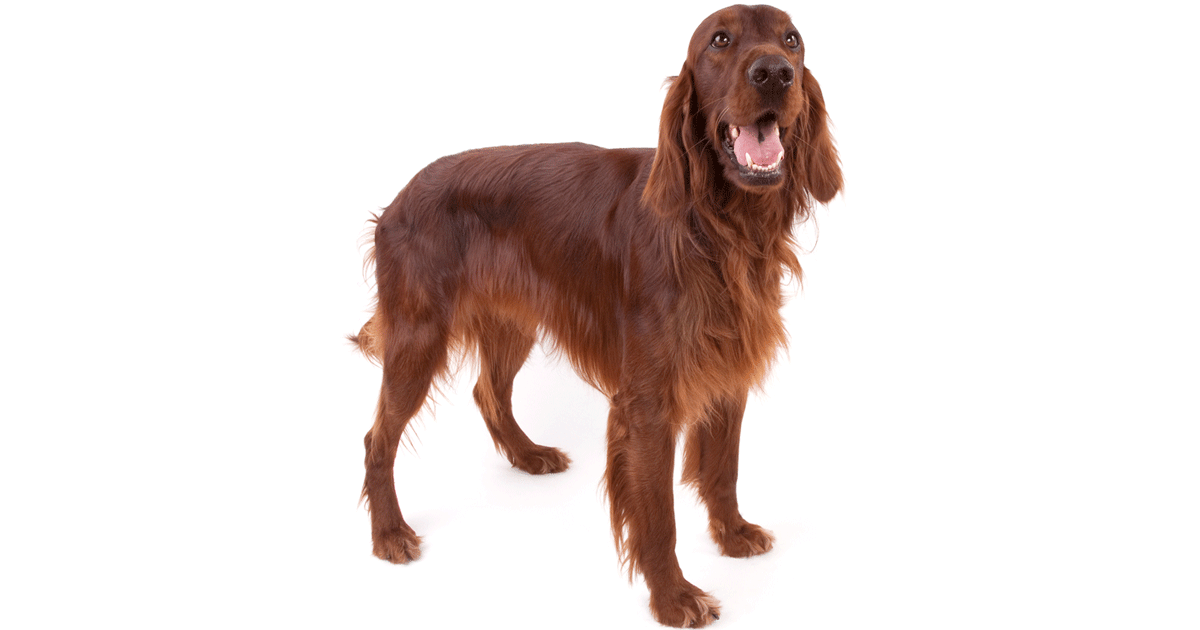 Irish Setter Breeders Australia Irish Setter Info & puppies