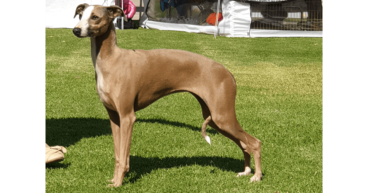 Italian Greyhound Breeders Australia Italian Greyhound Info & puppies