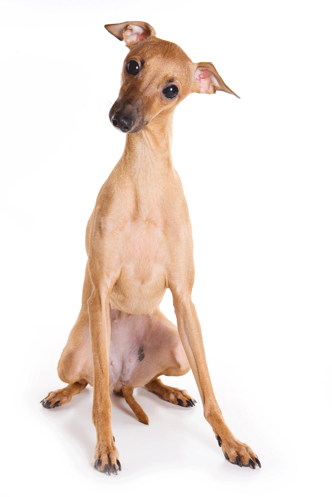 Italian Greyhound Breeders Australia Italian Greyhound Info & puppies