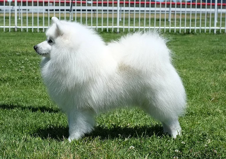 Japanese Spitz Breeders Australia Japanese Spitz Info & puppies