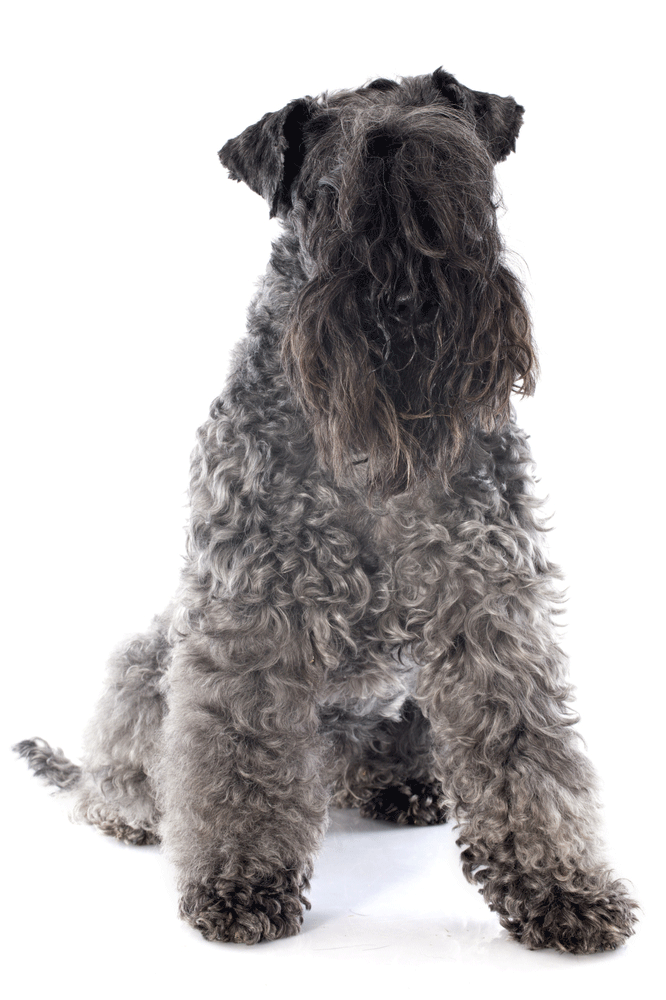Kerry Blue Terrier Breeders Australia Kerry Blue Terrier Info & puppies