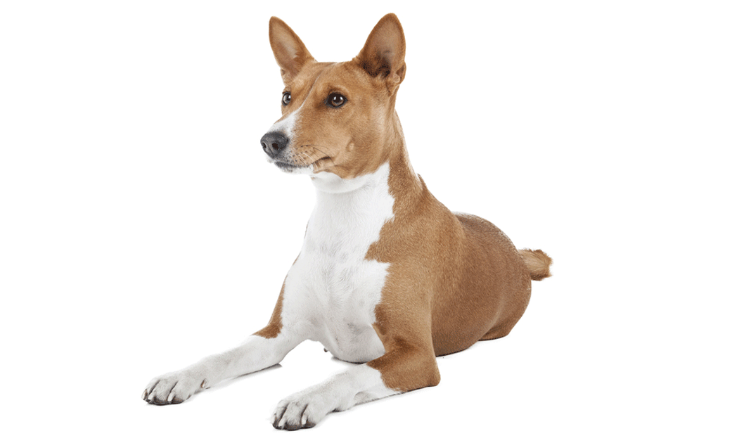 Basenji Breeders Australia Basenji Info & puppies