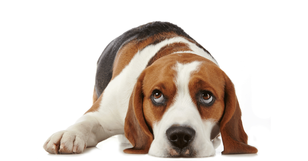 Beagle Breeders Australia Beagle Info & puppies
