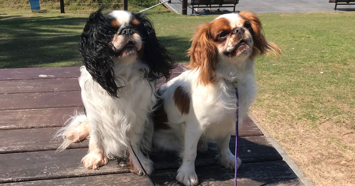 King Charles Spaniel Breeders Australia | King Charles Spaniel Info