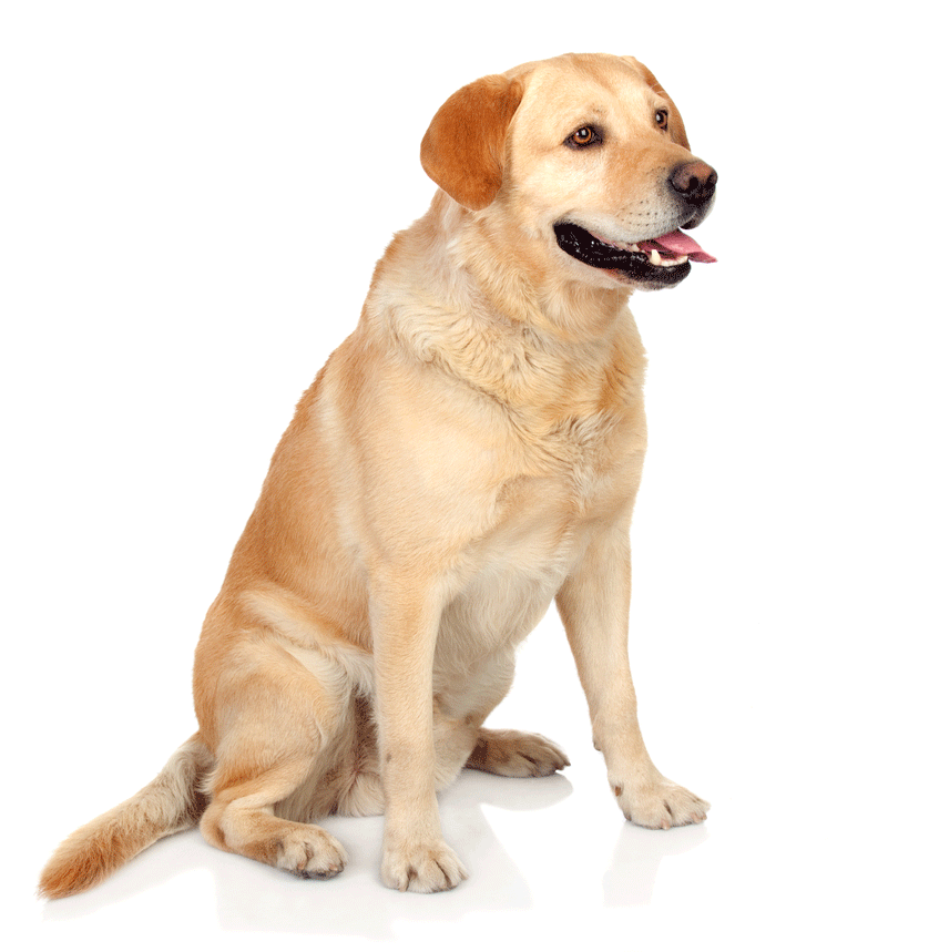 Labrador Retriever Breeders Australia Labrador Retriever Info & puppies