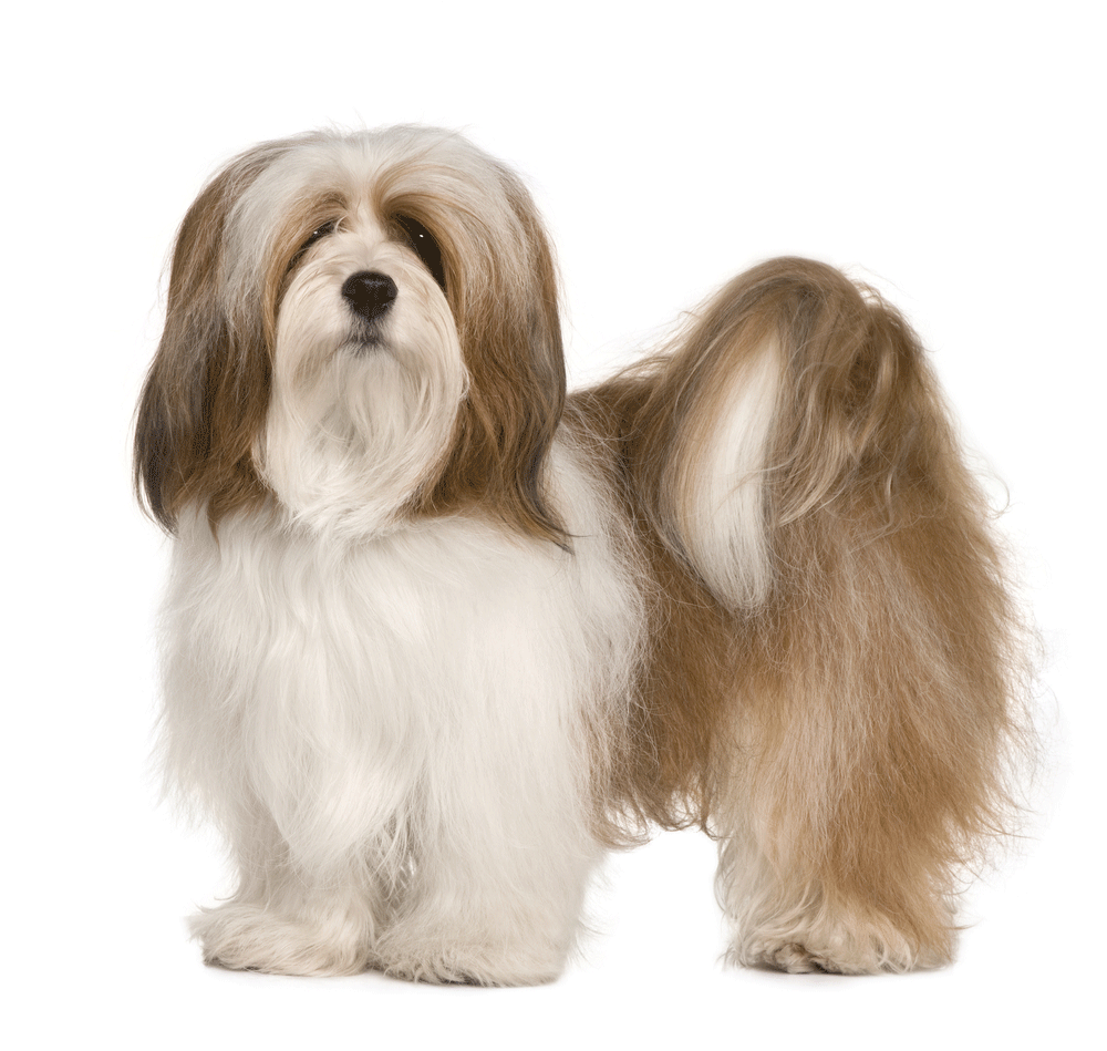 Lhasa Apso Breeders Australia Lhasa Apso Info & puppies