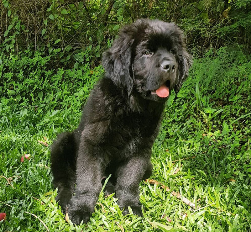 Newfoundland Breeders Australia Newfoundland Info & puppies