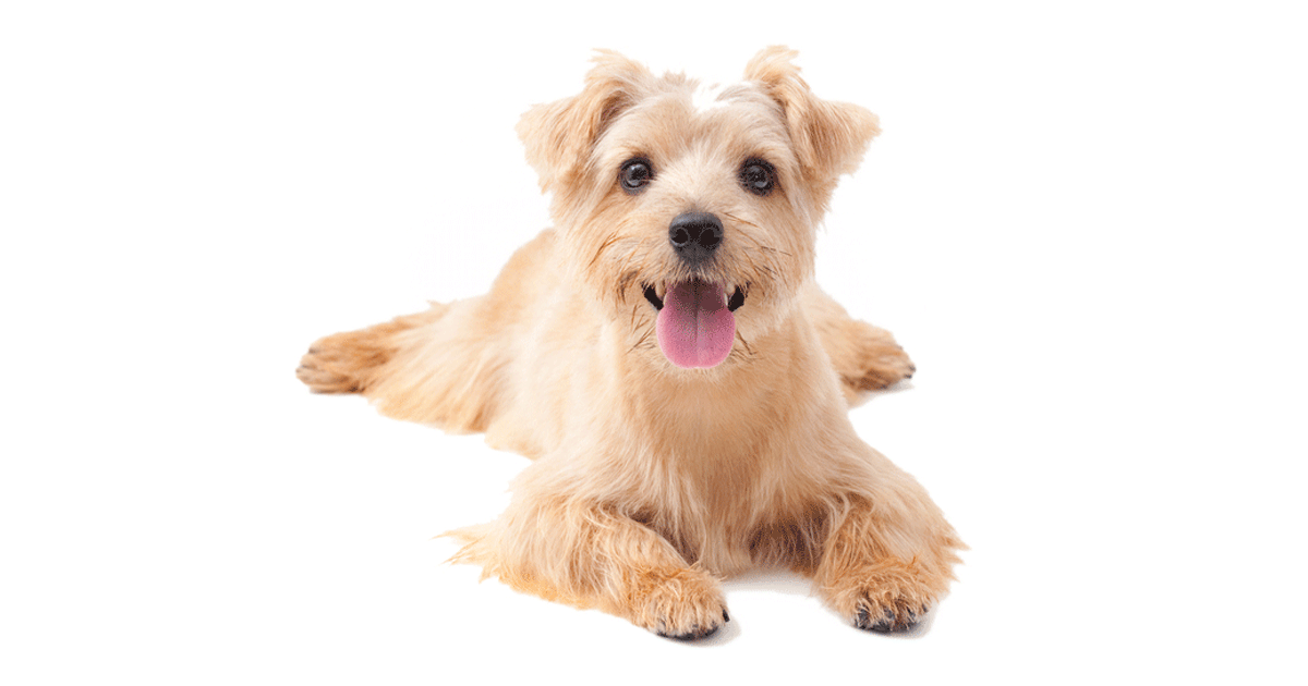 Norfolk Terrier Breeders Australia Norfolk Terrier Info & puppies