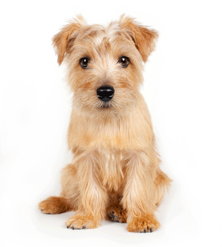 Norfolk Terrier Breeders Australia Norfolk Terrier Info & puppies