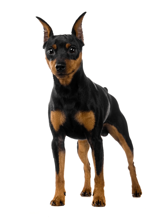 Miniature Pinscher Breeders Australia Miniature Pinscher Info & puppies