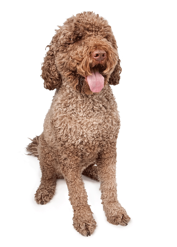 Portuguese Water Dog Breeders Australia Portuguese Water Dog Info