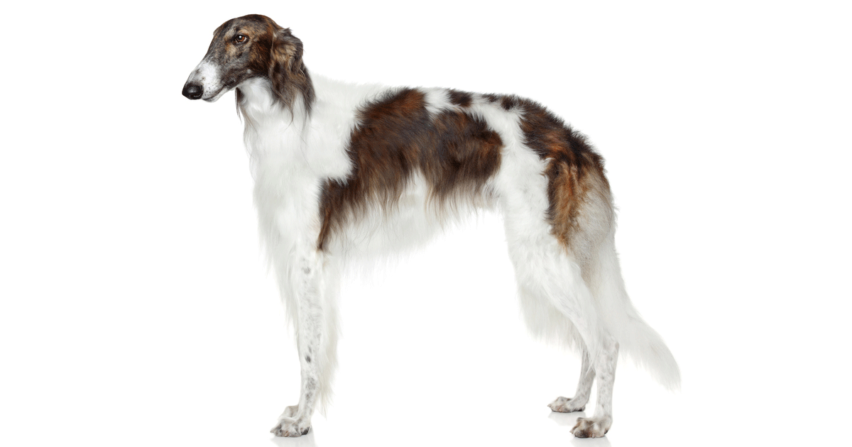 Borzoi Breeders Australia Borzoi Info & puppies