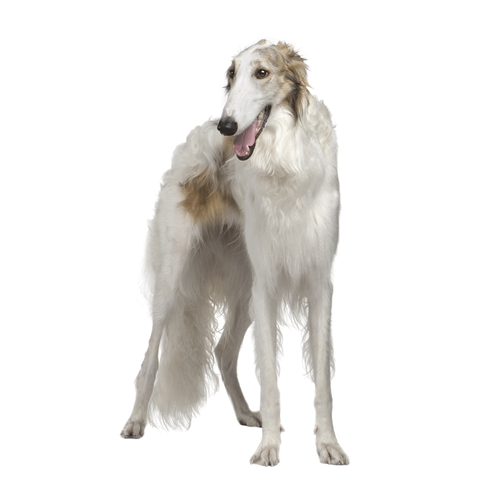 Borzoi Breeders Australia Borzoi Info & puppies