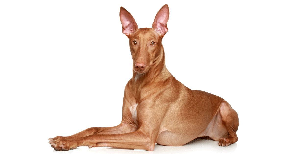 Pharaoh Hound Breeders Australia Pharaoh Hound Info & puppies