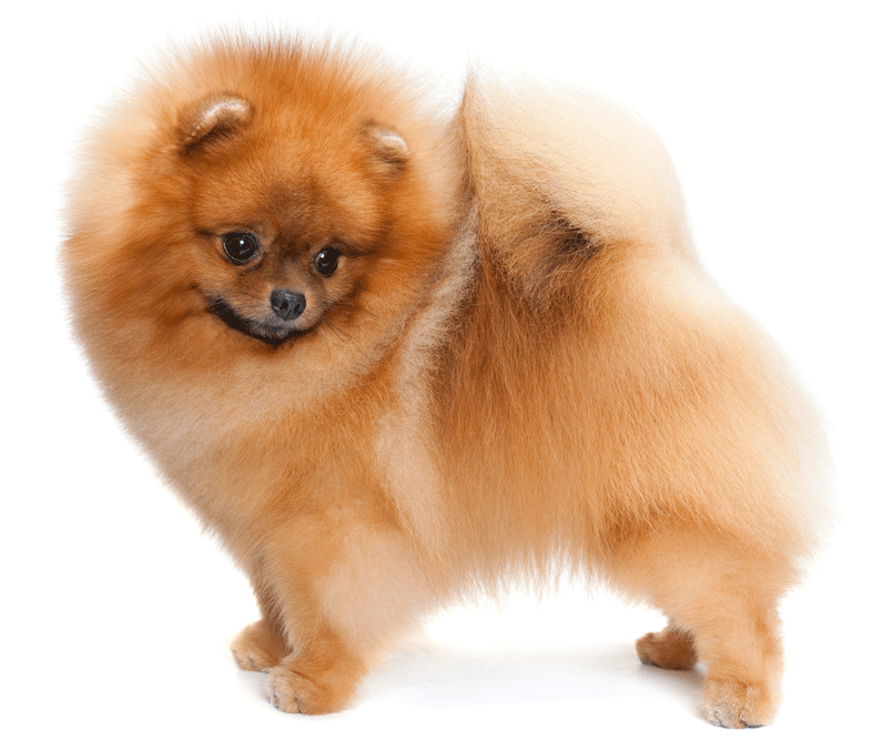 Pomeranian Breeders Australia Pomeranian Info & puppies