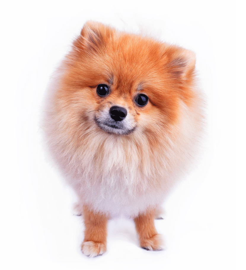 Pomeranian Breeders Australia Pomeranian Info & puppies