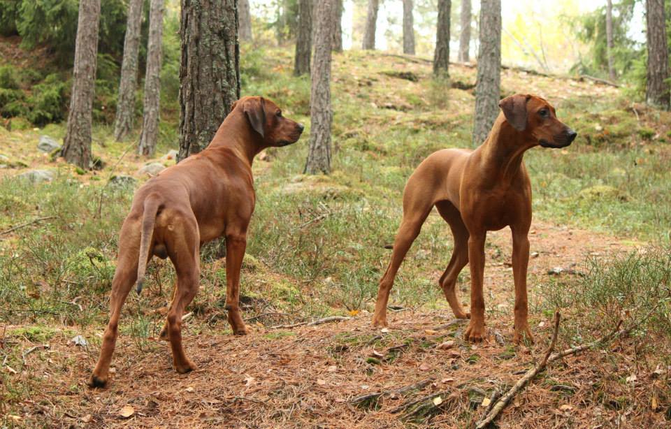 Rhodesian Ridgeback Breeders Australia Rhodesian Ridgeback Info & puppies
