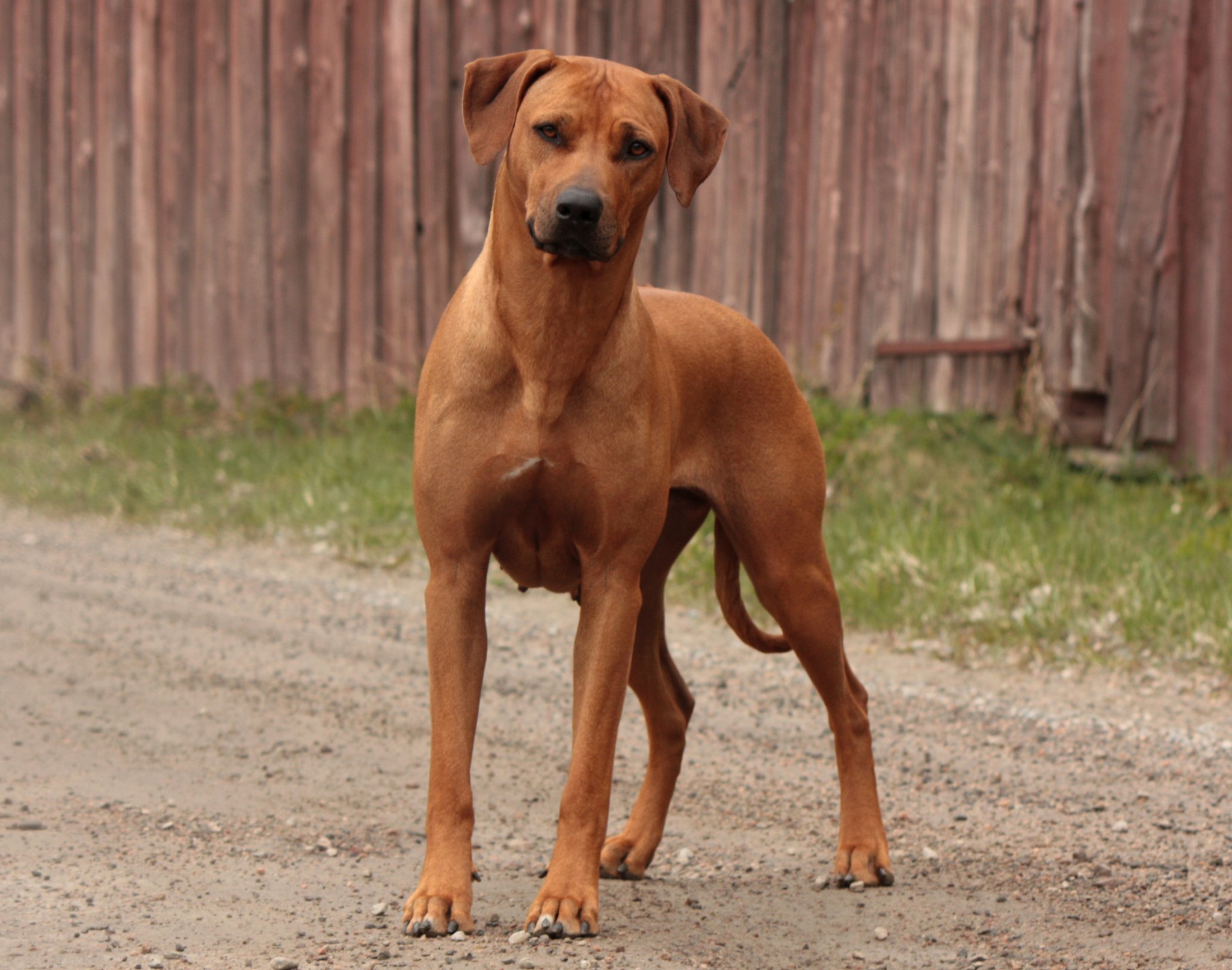 Rhodesian Ridgeback Breeders Australia Rhodesian Ridgeback Info & puppies