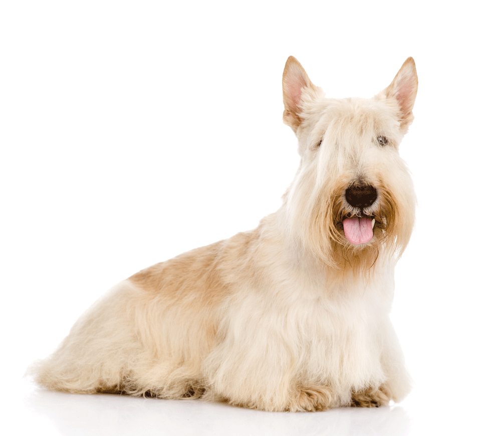 Scottish Terrier Breeders Australia Scottish Terrier Info & puppies