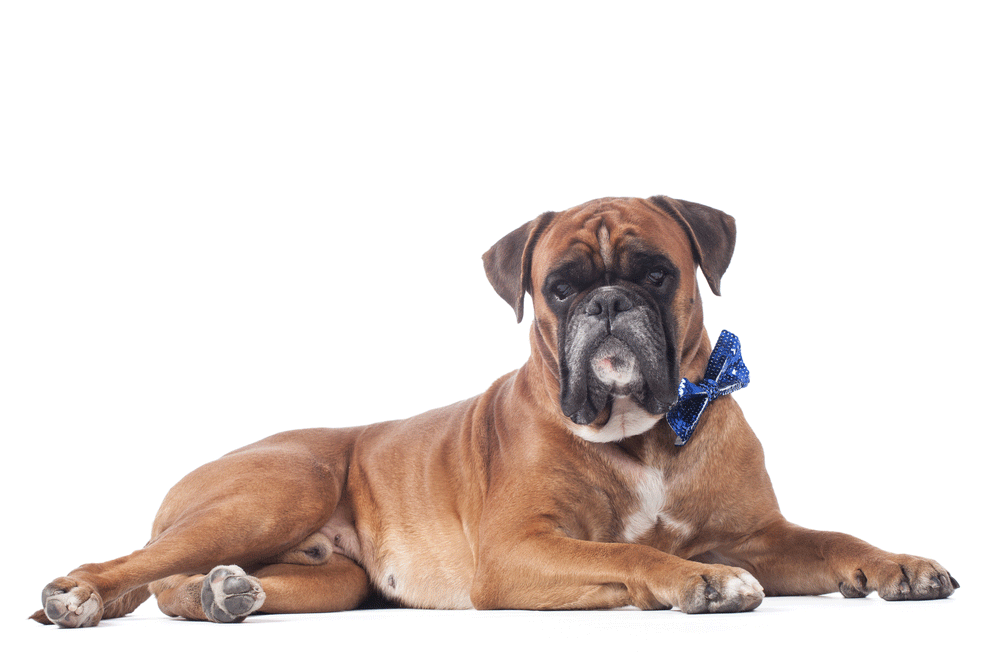 Boxer Breeders Australia Boxer Info & puppies