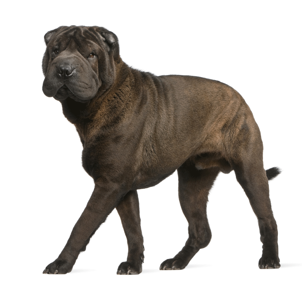 Shar Pei Breeders Australia Shar Pei Info & puppies