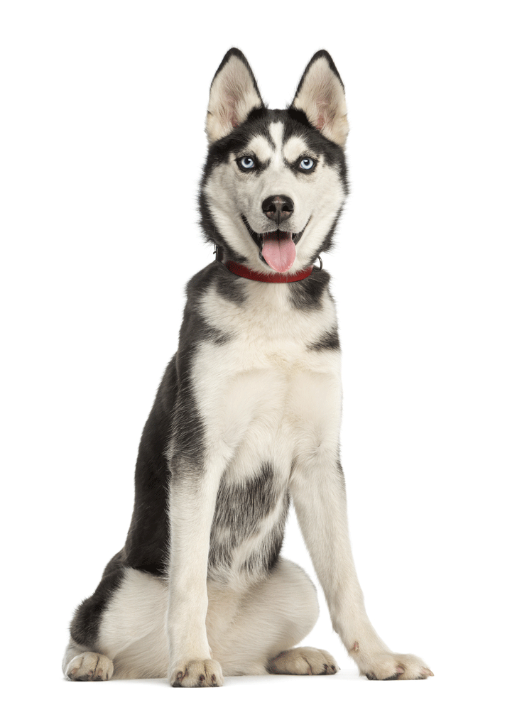 Siberian Husky Breeders Australia Siberian Husky Info & puppies