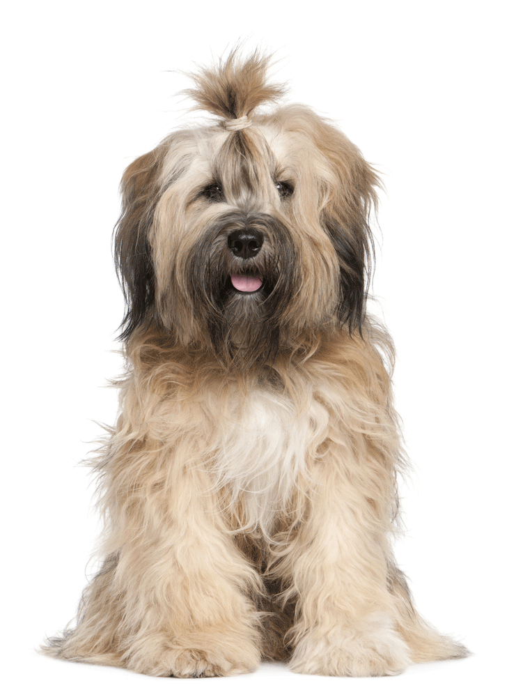 Tibetan Terrier Breeders Australia Tibetan Terrier Info & puppies