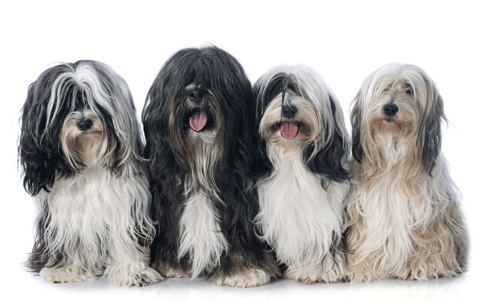 Tibetan Terrier Breeders Australia Tibetan Terrier Info & puppies