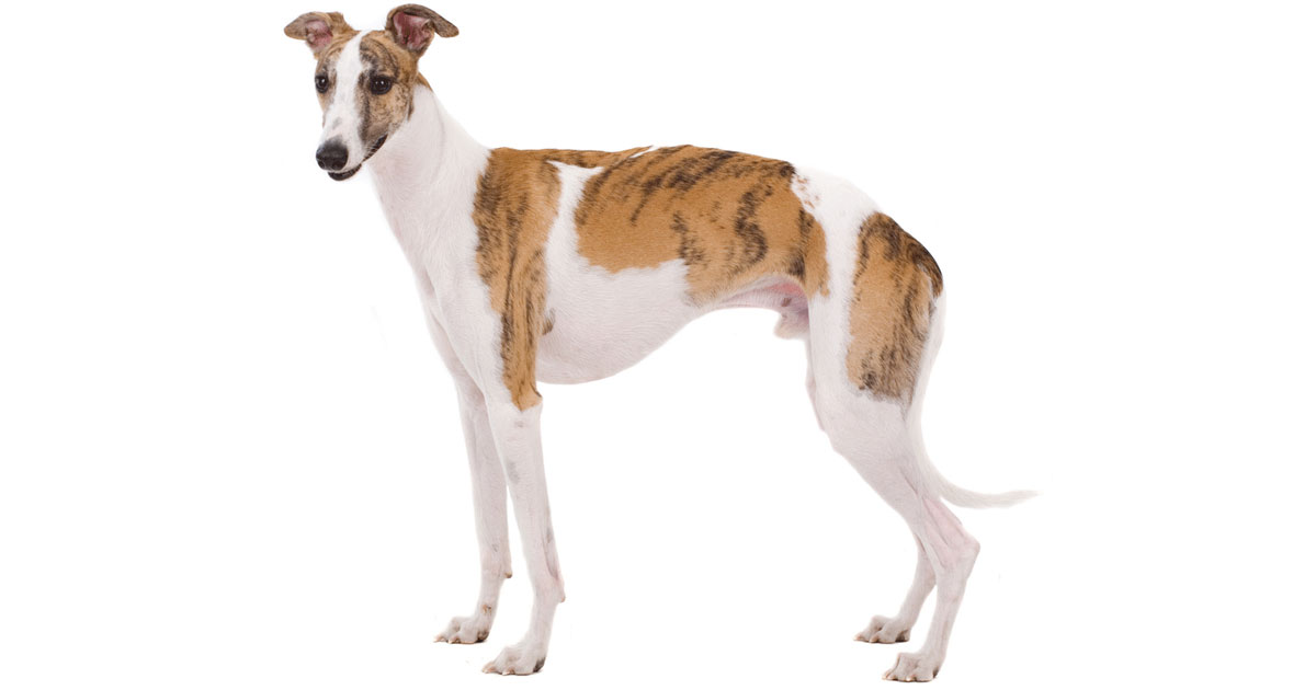Whippet Breeders Australia Whippet Info & puppies